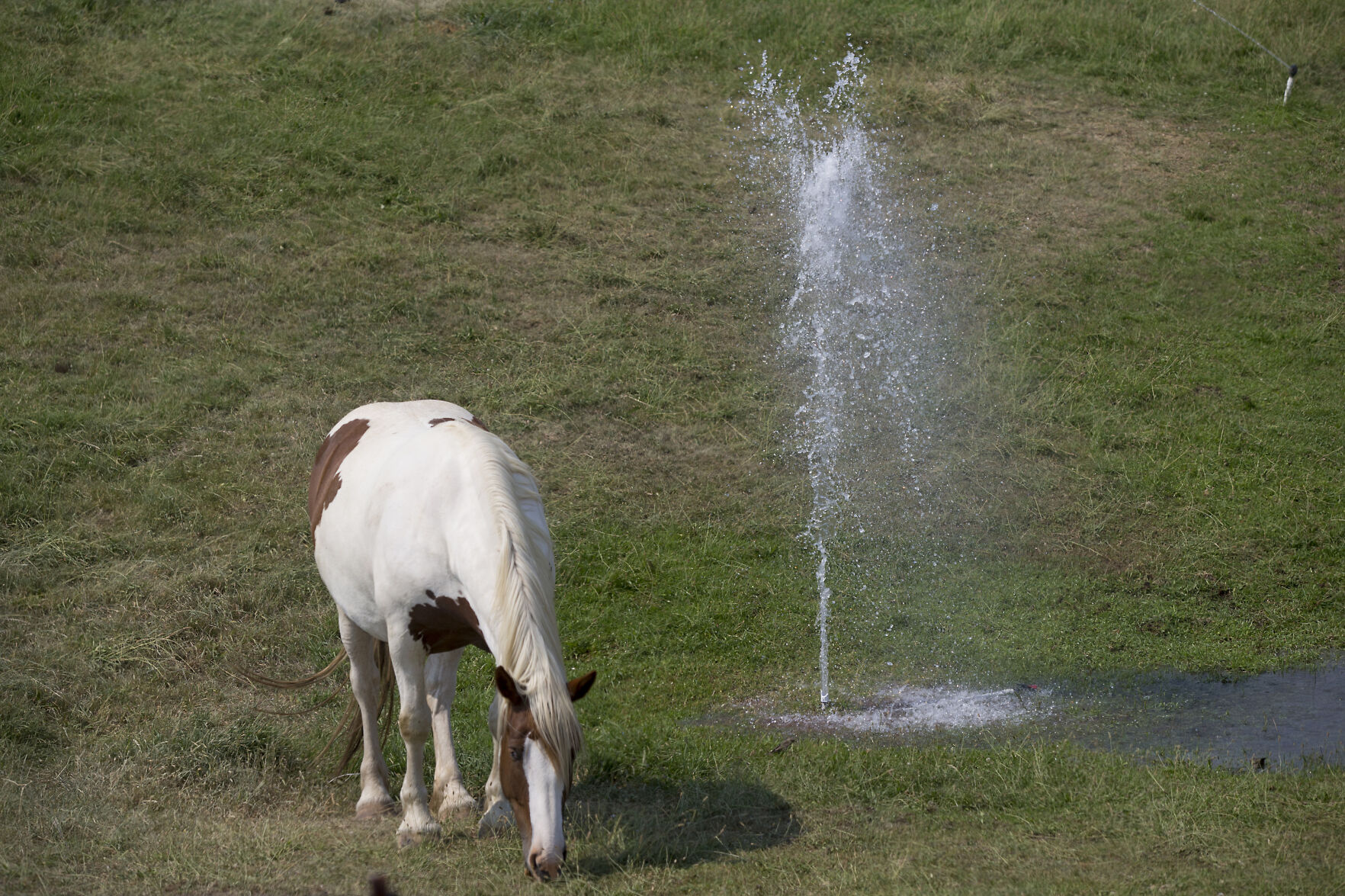 210717-newslocal-thehorseofcourse 01.jpg